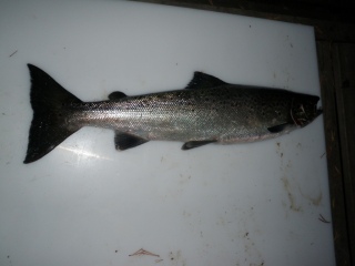 Merilohi 1,40 kg