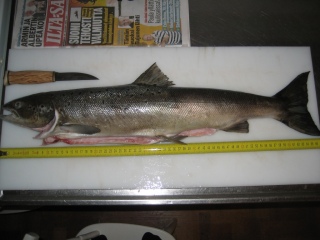 Merilohi 2,80 kg