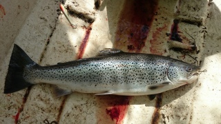 Meritaimen 4,87 kg