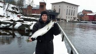 Meritaimen 4,50 kg