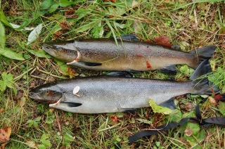 Meritaimen 1,20 kg