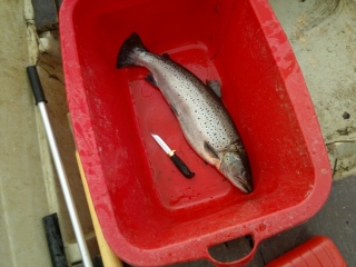Meritaimen 5,90 kg