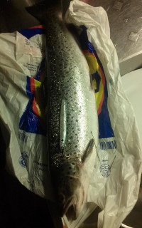 Meritaimen 2,20 kg