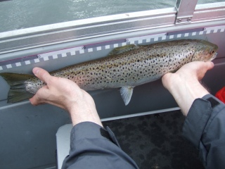 Meritaimen 1,30 kg