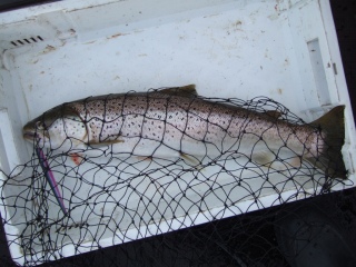 Meritaimen 2,18 kg