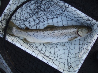 Meritaimen 2,46 kg