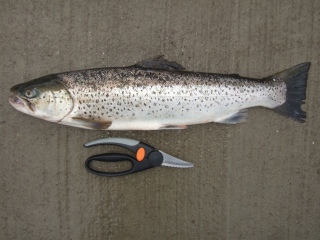 Meritaimen 2,06 kg