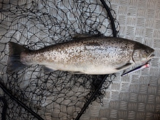 Meritaimen 3,70 kg