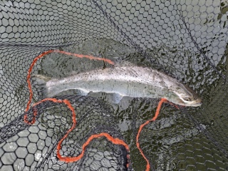 Meritaimen 1,20 kg