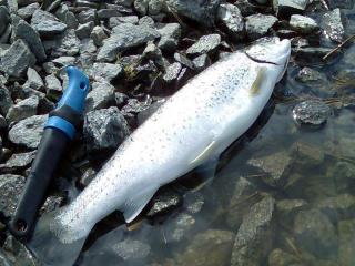 Meritaimen 1,20 kg