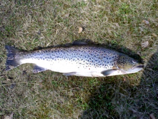 Meritaimen 2,50 kg