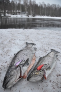 Meritaimen 3,05 kg