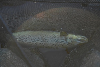 Meritaimen 1,50 kg