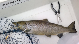 Meritaimen 24,50 kg