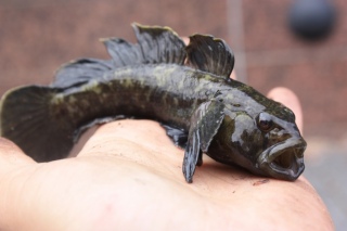 Mustat�pl�tokko 40 g