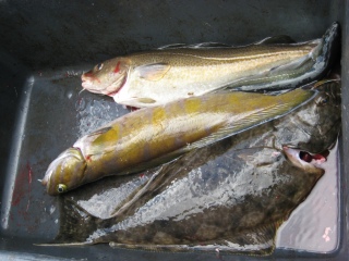 Ruijan pallas 2,20 kg