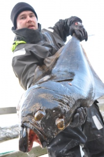 Ruijan pallas 13,50 kg