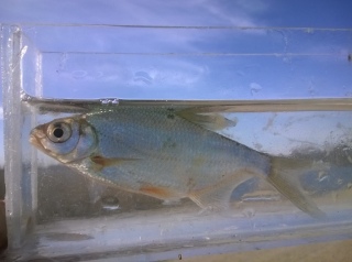 Pasuri 30 g