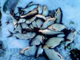 Pasuri 2,82 kg