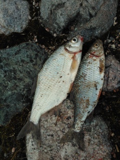 Pasuri 180 g