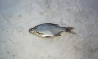 Pasuri 100 g