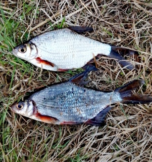 Pasuri 250 g