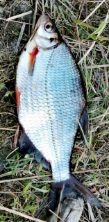 Pasuri 360 g