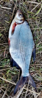 Pasuri 300 g