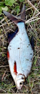 Pasuri 250 g
