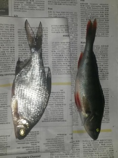 Pasuri 62 g