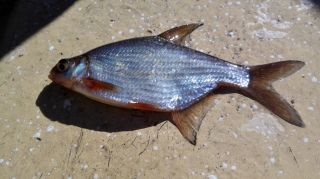 Pasuri 150 g