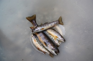 Puronieri� 163 g