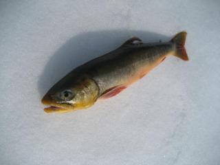 Nieri� (Rautu) 460 g