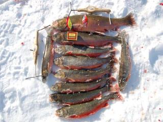 Nieri� (Rautu) 1,15 kg