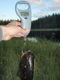 Ruutana 1,23 kg