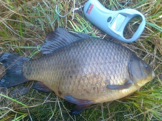 Ruutana 1,66 kg