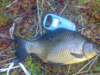 Ruutana 1,66 kg