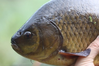 Ruutana 1,59 kg