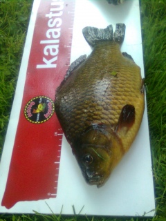 Ruutana 1,15 kg