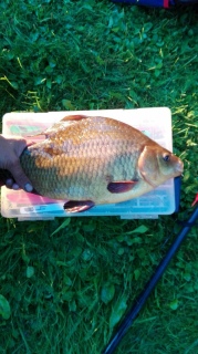 Ruutana 1,62 kg