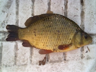 Ruutana 1,05 kg