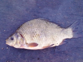 Ruutana 700 g