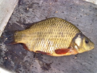 Ruutana 800 g