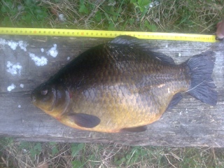 Ruutana 1,75 kg