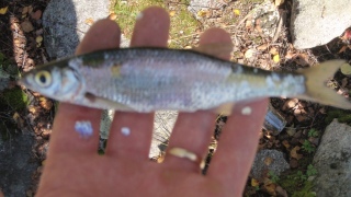 Salakka 10 g