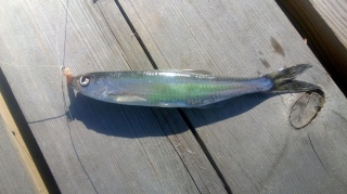 Salakka 21 g