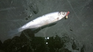 Salakka 10 g