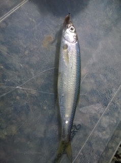 Salakka 10 g