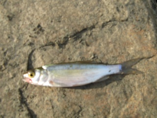Salakka 7 g