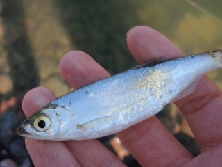 Salakka 10 g